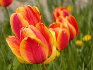 Tulipa Apeldoorn's Elite - Tulip Apeldoorn's Elite - 5 bulbs