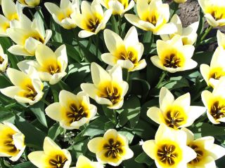 Tulipa Concerto - Tulip Concerto - 5 bulbs