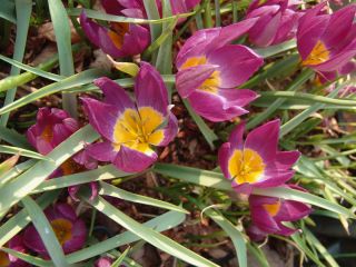 Tulipa Eastern Star - Lale Doğu Yıldızı - 5 ampul