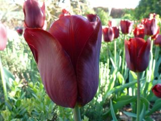 Tulipa Jan Reus - Tulipán Jan Reus - 5 květinové cibule