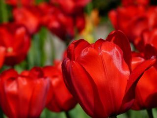 Tulipa Apeldorn  - 郁金香Apeldorn  -  5个洋葱