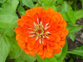 Dahlia-flowered common zinnia "Orange King" - 120 seeds