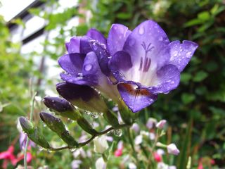 Freesia - Single Blue - paquete de 10 piezas