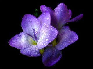 Freesia - Single Blue - paquete de 10 piezas