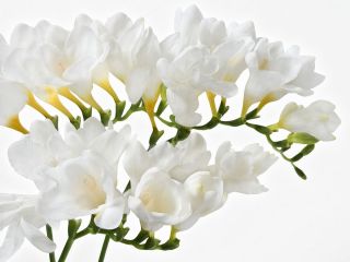 Freesia, Freesie Single White - 10 Zwiebeln