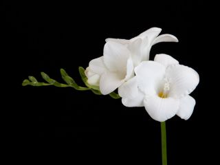 Freesia, Freesie Single White - 10 Zwiebeln