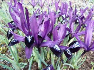 Våriris - Purple Gem - paket med 10 stycken - Iris reticulata