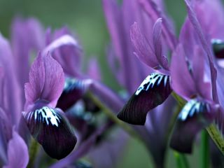 Våriris - Purple Gem - paket med 10 stycken - Iris reticulata
