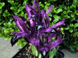 Våriris - Purple Gem - paket med 10 stycken - Iris reticulata