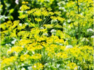 Укроп - Bouquet - 2800 семена - Anethum graveolens L.