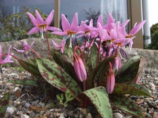 Erythronium - Purple King
