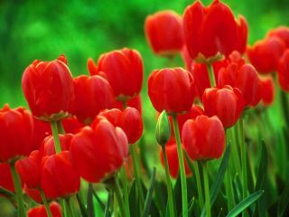 Tulipa Red - Tulip Red - 5 bulbs