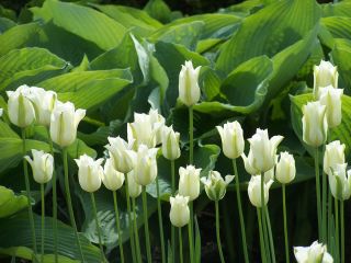 Tulipa Spring Green - Tulip Spring Green - 5 bulbs