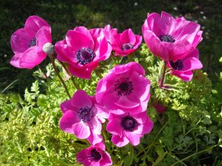 Anemone – Sylphide  – 40 pcs