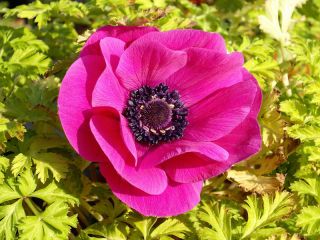 Anemone – Sylphide  – 40 pcs