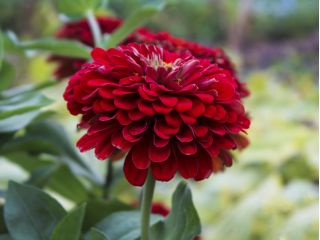 Zinnia flor de Dalia - Scarlet Flame - Zinnia elegans - Tonos ardientes, belleza duradera - Semillas frescas