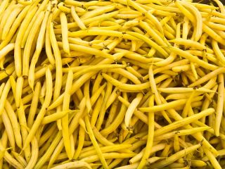 Dwarf French yellow bean "Gold Pantera"