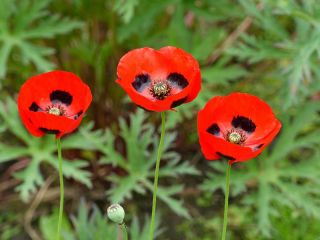 Кавкаски гримизни мак "Ладибирд" - 3080 семена - Papaver commutatum