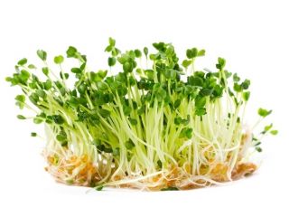 Semillas para brotes - Rucula - 100 g - Sabor picante y a nuez, listo en 5 días - Semillas frescas