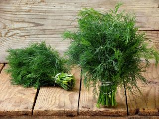 Home Garden - Dill "Compact" - for indoor and balcony cultivation - 2800 seeds