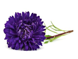 Kerti őszirózsa - Milady Deep Blue - Callistephus chinensis - Hosszan tartó virágok, nyártól őszig - Friss vetőmagok