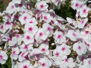 Флокс Граф Цепелин - луковица / грудка / корен - Phlox
