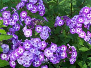 Vlambloem - Laura - Phlox