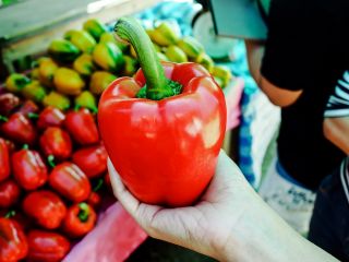 Paprika – Symphony - 10 frø - Capsicum L.