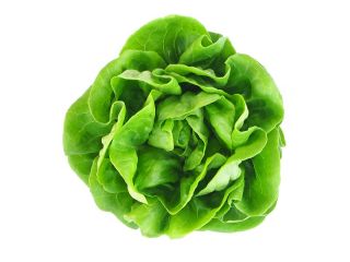 Lettuce "Saba" - for all-year cultivation - 900 seeds