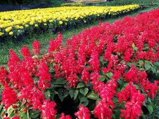 Salvia escarlata - rosa - 84 semillas - Salvia splendens