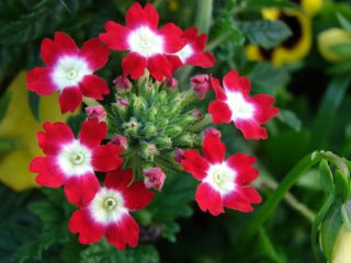 Kerti verbéna - piros virágzás fehér ponttal; kert vervain - 120 mag - Verbena x hybrida - magok