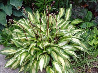 Hosta, Plantain Lily Cherry Berry