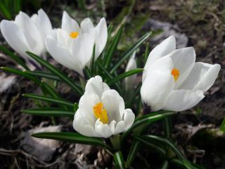 Crocus Jeanne D'Arc - 10 lampu - Crocus Jeanne d'Arc