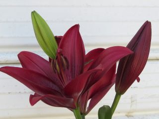 Lilium, Lily Mapira