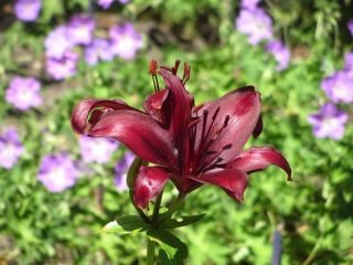 Lilium, Lily Mapira