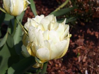 Tulipa Împăratul exotic - Împăratul exotic Tulip - 5 bulbi - Tulipa Exotic Emperor