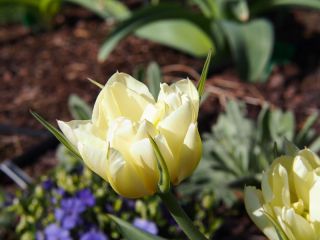 Tulipa Împăratul exotic - Împăratul exotic Tulip - 5 bulbi - Tulipa Exotic Emperor