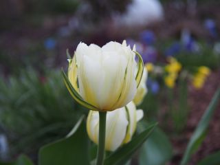 Tulipa Împăratul exotic - Împăratul exotic Tulip - 5 bulbi - Tulipa Exotic Emperor