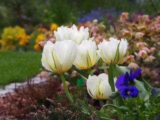 Tulipa Împăratul exotic - Împăratul exotic Tulip - 5 bulbi - Tulipa Exotic Emperor