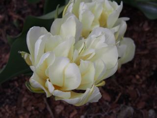 Tulipa Împăratul exotic - Împăratul exotic Tulip - 5 bulbi - Tulipa Exotic Emperor