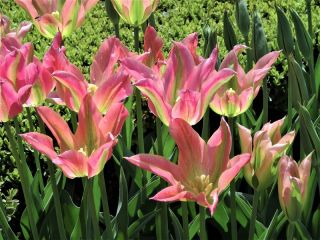 Floros Tulipa - Lale Floros - 5 soğan - Tulipa Florosa