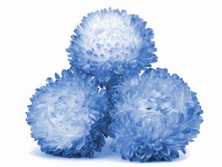 Valko-sininen pioni-aster - 500 siemeniä - Callistephus chinensis - siemenet