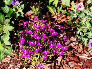 Lobélie érine à liseret rouge carmin, lobélie de jardin - 3200 graines - Lobelia erinus