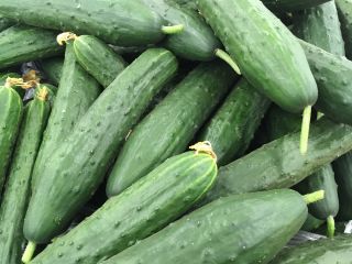 Cucumber "Gergana" - field, salad variety - 175 seeds