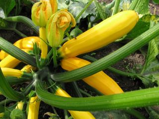 Courgette - Orelia F1 - 16 graines - Cucurbita pepo