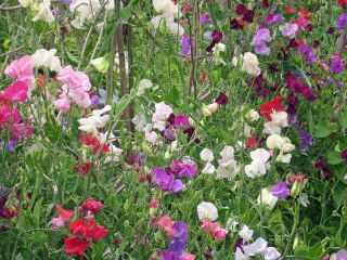 Happy Garden - "Edelwicke, die mit mir klettert" - Samen, die Kinder anbauen können! - 24 Samen - 