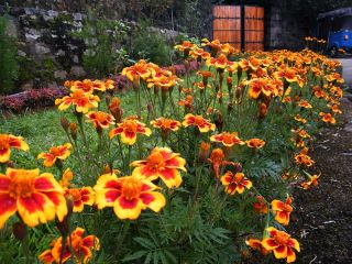 French marigold "Dainty Marietta" - single-flowered - 315 seeds