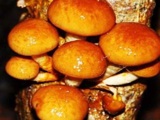 Asiatisches Pilzset - 5 Arten - Myzel-Laichpfropfen - 