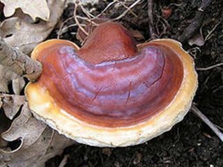 Asiatisches Pilzset - 5 Arten - Myzel-Laichpfropfen - 