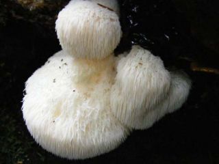 Asiatisches Pilzset - 5 Arten - Myzel-Laichpfropfen - 